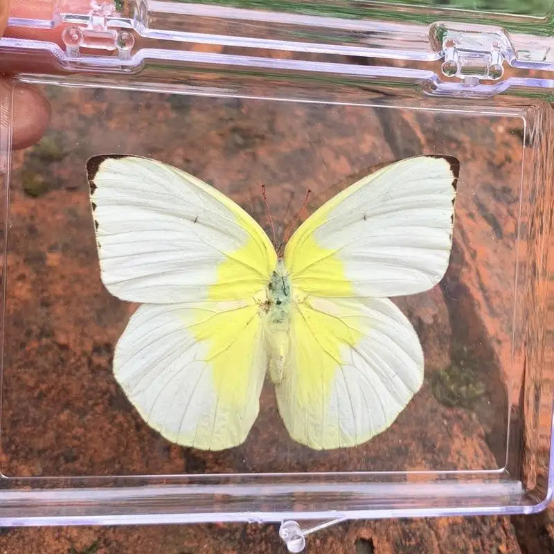 Real Butterfly Insect Specimen – Educational Gift & Display Insect Specimen Display PLUSH A1
