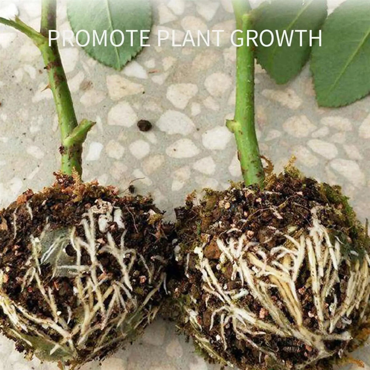 Plant Propagation Rooting Ball Grafting Box – UV ABS | Garden Plant Propagation Tool PLUSH