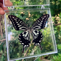 Real Butterfly Insect Specimen – Educational Gift & Display Insect Specimen Display PLUSH A13
