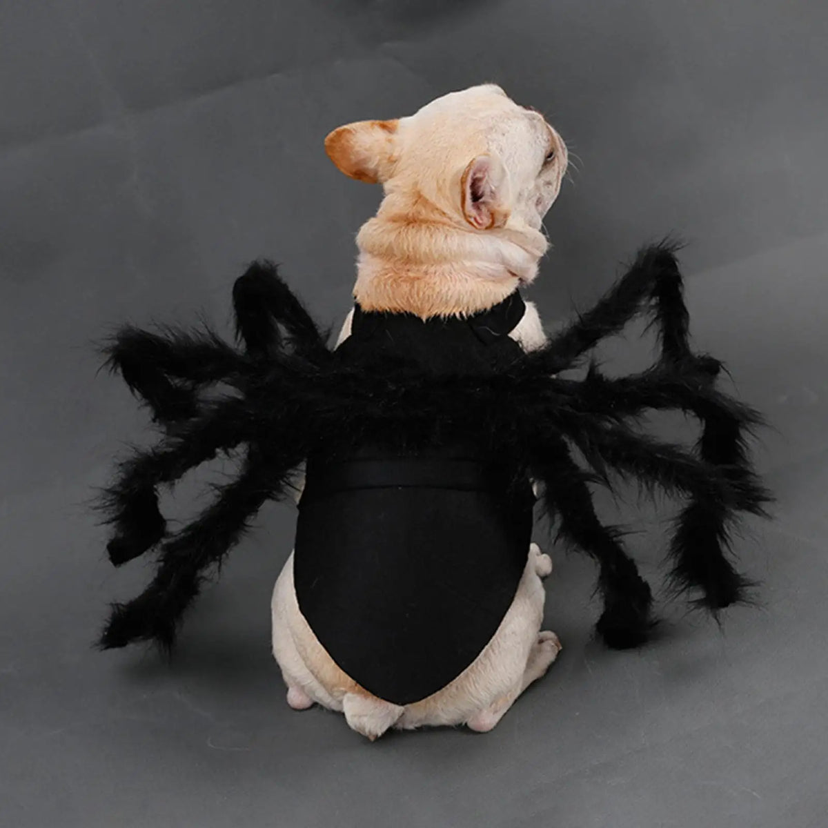 Halloween Spider Costume for Cats & Small Dogs | S & M Sizes Pet Halloween Costume PLUSH