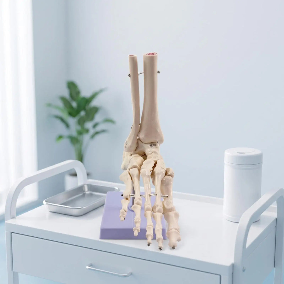 Human Foot & Ankle Anatomy Model – Desktop Teaching Aid Anatomy Teaching Model PLUSH