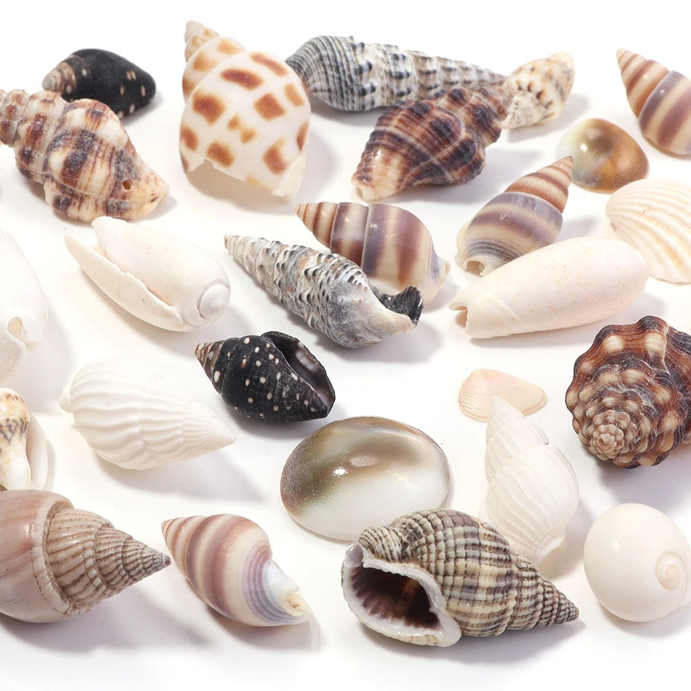 Mixed Natural Shell & Conch Beads Box – Ocean DIY Jewelry Set Shell Craft Beads PLUSH
