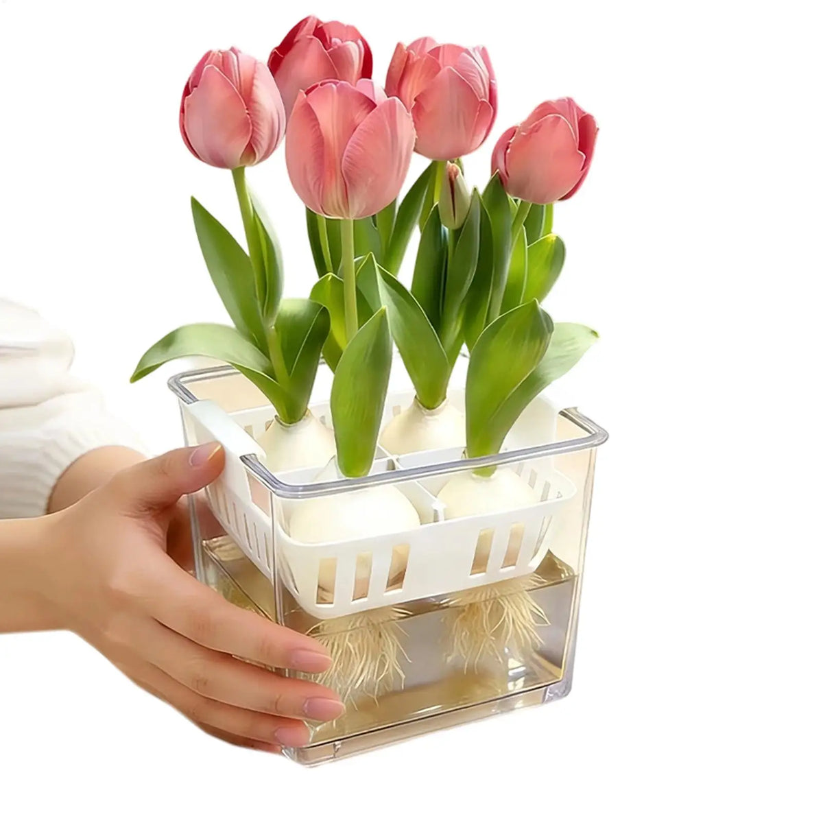 4-Grid Hydroponic Planter – Clear Tulip Bulb Basket Pot Hydroponic Planter PLUSH