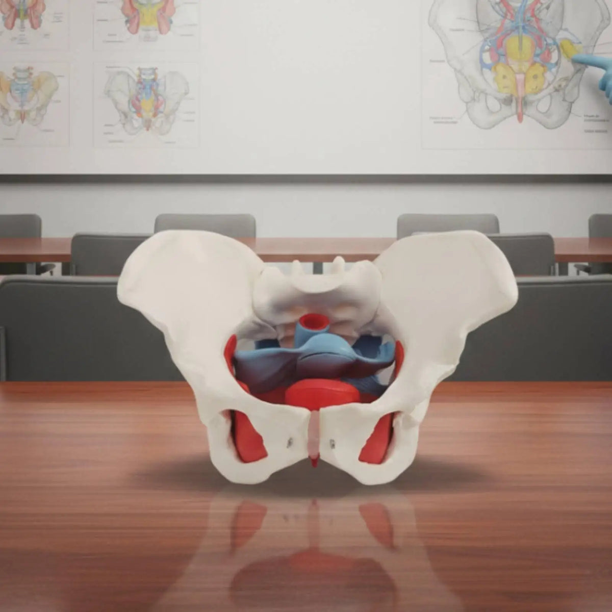 Female Pelvis Anatomy Model with Pelvic Floor Muscles | PVC Anatomy Teaching Model PLUSH
