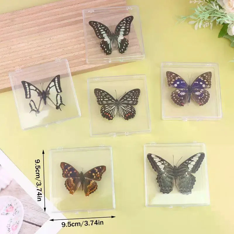 Real Butterfly Insect Specimen – Educational Gift & Display Insect Specimen Display PLUSH