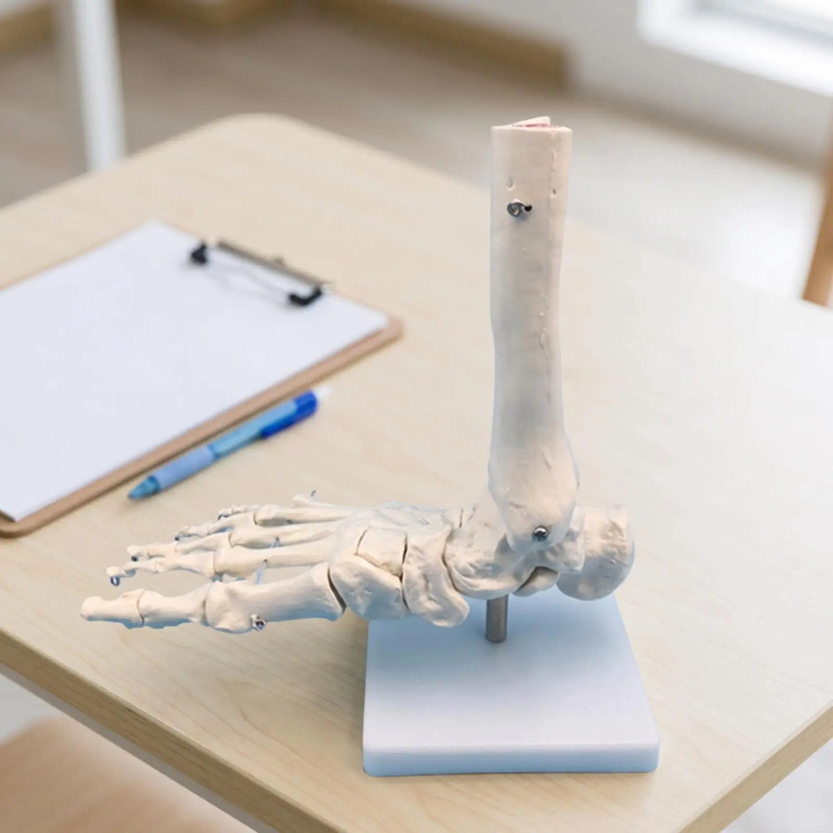 Human Foot & Ankle Anatomy Model – Desktop Teaching Aid Anatomy Teaching Model PLUSH