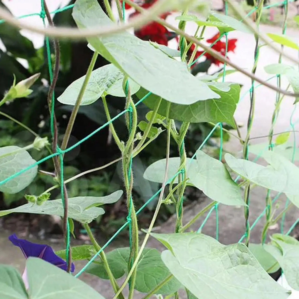 Plant Trellis Netting for Climbing Plants – Polyester Grow Net Plant Trellis Netting PLUSH