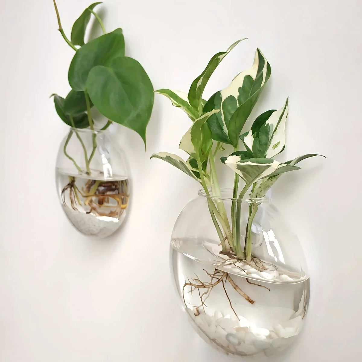 Wall Hanging Glass Terrarium – Hydroponic Planter Vase 2/4/6 Pack Wall Hanging Terrarium PLUSH