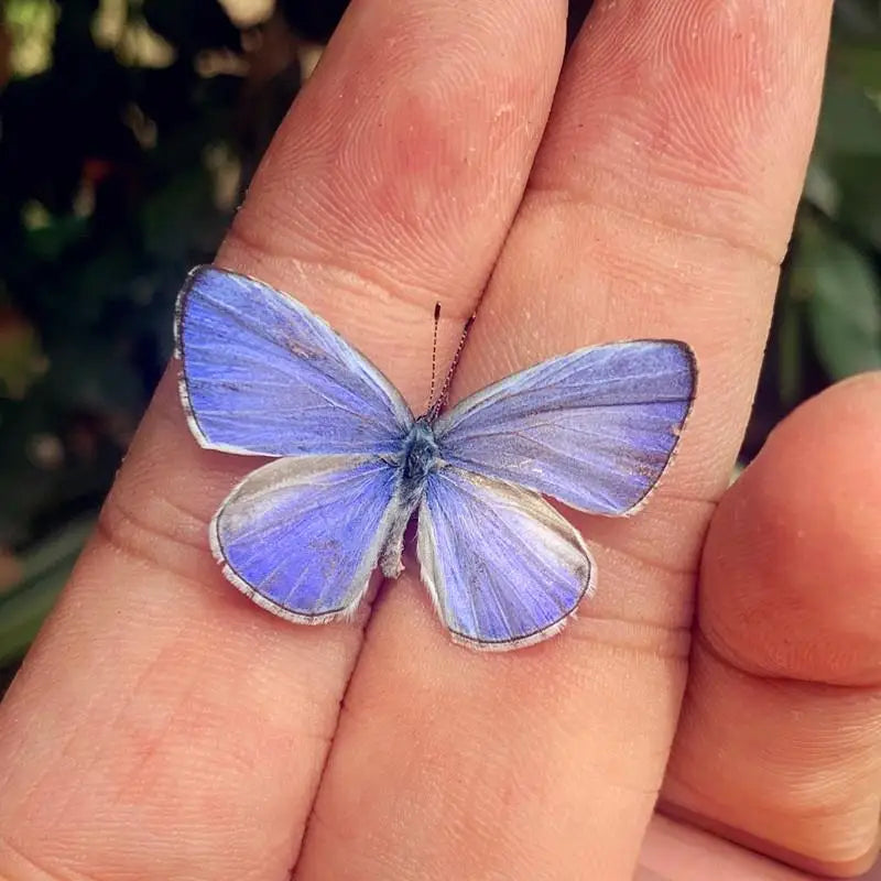 Real Butterfly Insect Specimen – Educational Gift & Display Insect Specimen Display PLUSH A11