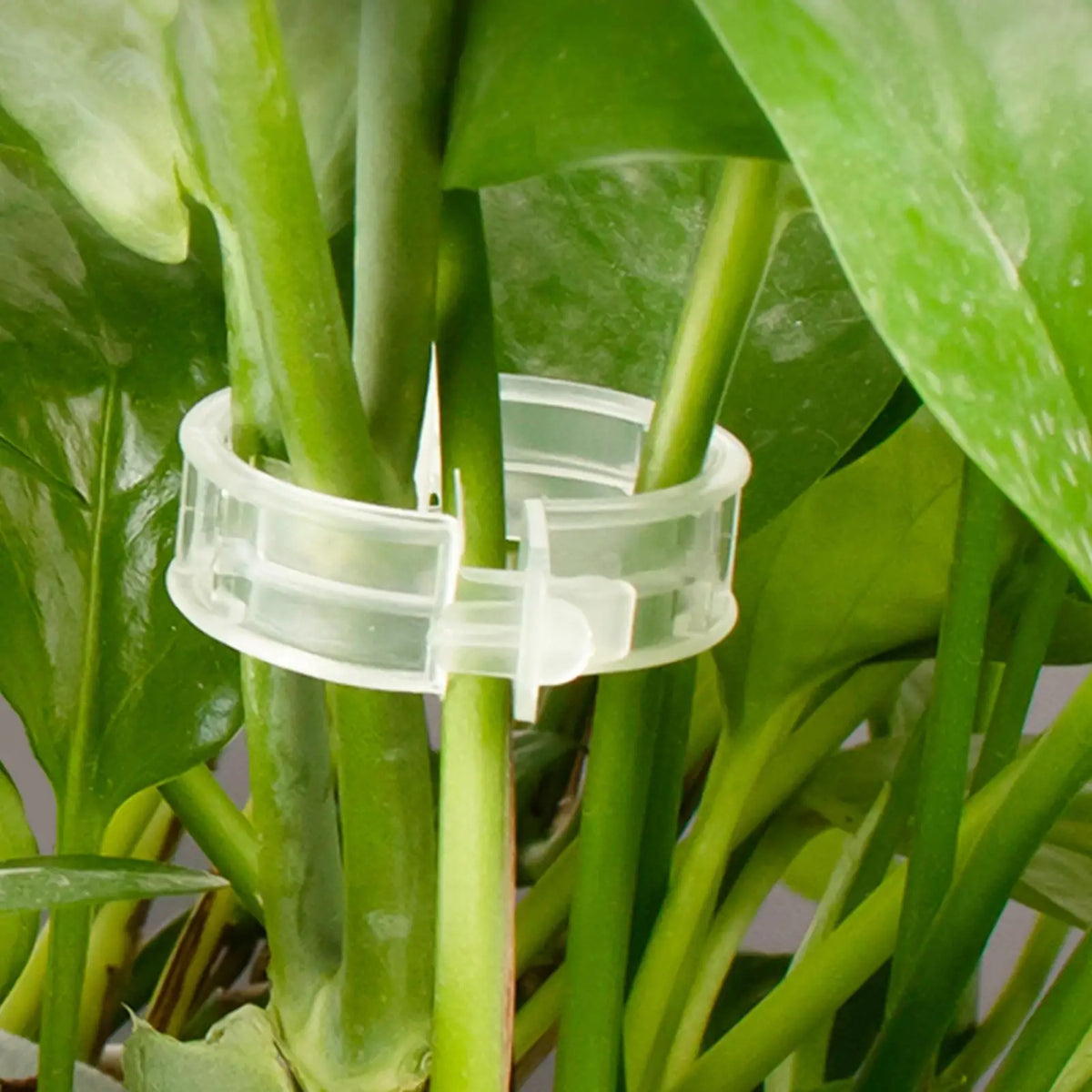 100pcs Plant Support Clips – Trellis Stake Clips for Garden Garden Support Clips PLUSH
