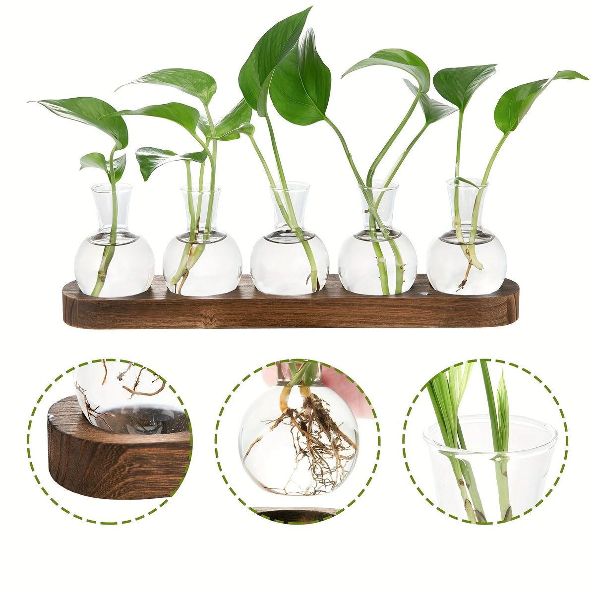 Modern Glass Plant Terrarium with Wooden Tray | Hydroponic Vase Glass Plant Terrarium PLUSH