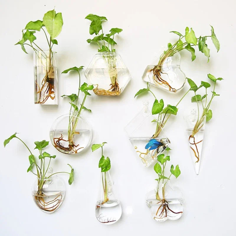 Semi-Circle Wall Vase | Glass Hydroponic Planter & Terrarium Wall Hanging Vase PLUSH