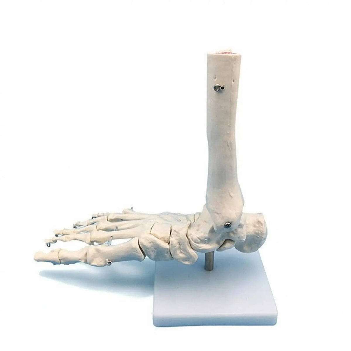 Human Foot & Ankle Anatomy Model – Desktop Teaching Aid Anatomy Teaching Model PLUSH