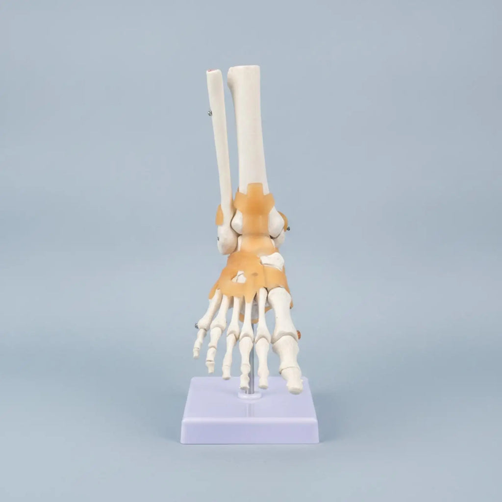 Human Foot & Ankle Anatomy Model – Desktop Teaching Aid Anatomy Teaching Model PLUSH