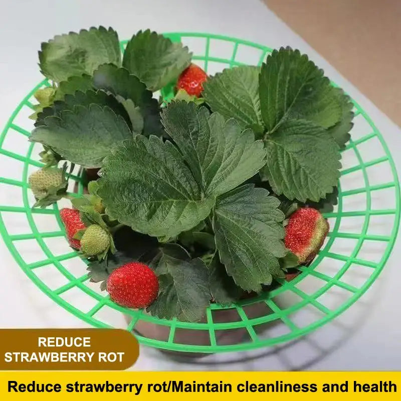 Strawberry Plant Support Stand – Waterproof PP Growing Rack Plant Support Rack PLUSH