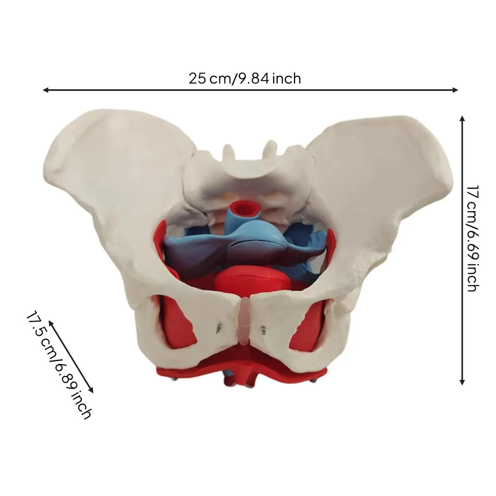 Female Pelvis Anatomy Model with Pelvic Floor Muscles | PVC Anatomy Teaching Model PLUSH