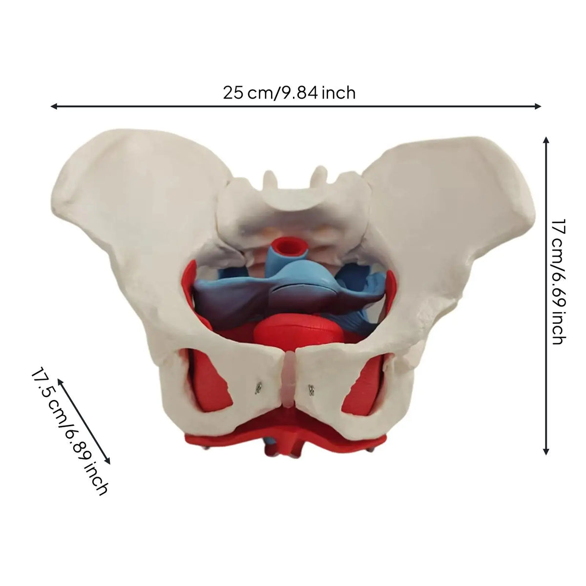 Female Pelvis Anatomy Model with Pelvic Floor Muscles | PVC Anatomy Teaching Model PLUSH
