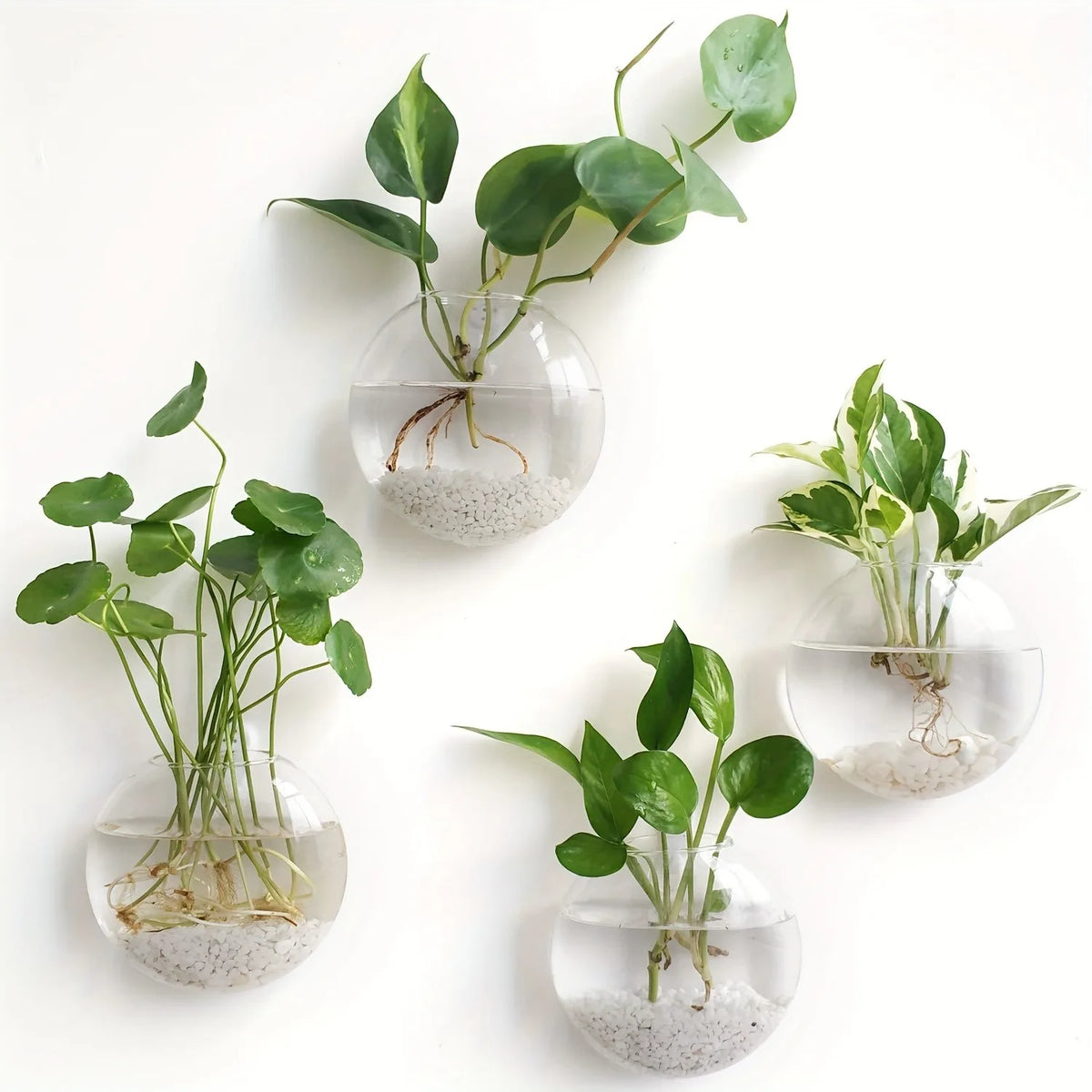Wall Hanging Glass Terrarium – Hydroponic Planter Vase 2/4/6 Pack Wall Hanging Terrarium PLUSH