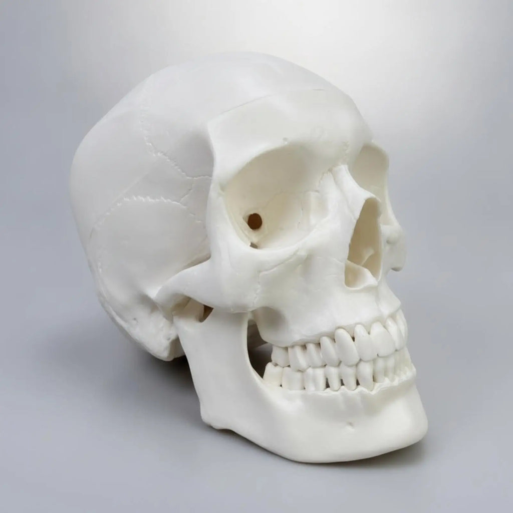 Human Skull Anatomy Model – Realistic PVC Cranial Replica Anatomy Teaching Model PLUSH