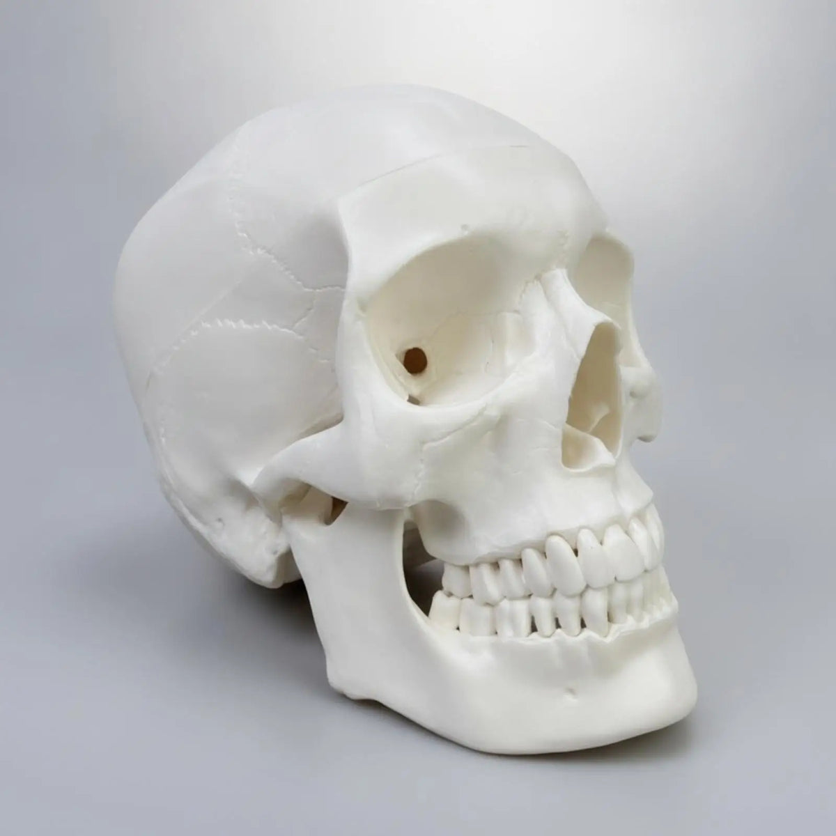Human Skull Anatomy Model – Realistic PVC Cranial Replica Anatomy Teaching Model PLUSH