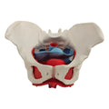 Female Pelvis Anatomy Model with Pelvic Floor Muscles | PVC Anatomy Teaching Model PLUSH PelvisModel