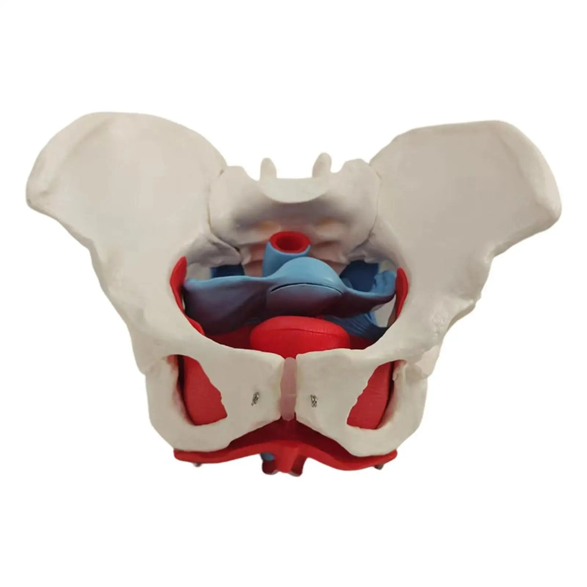 Female Pelvis Anatomy Model with Pelvic Floor Muscles | PVC Anatomy Teaching Model PLUSH PelvisModel