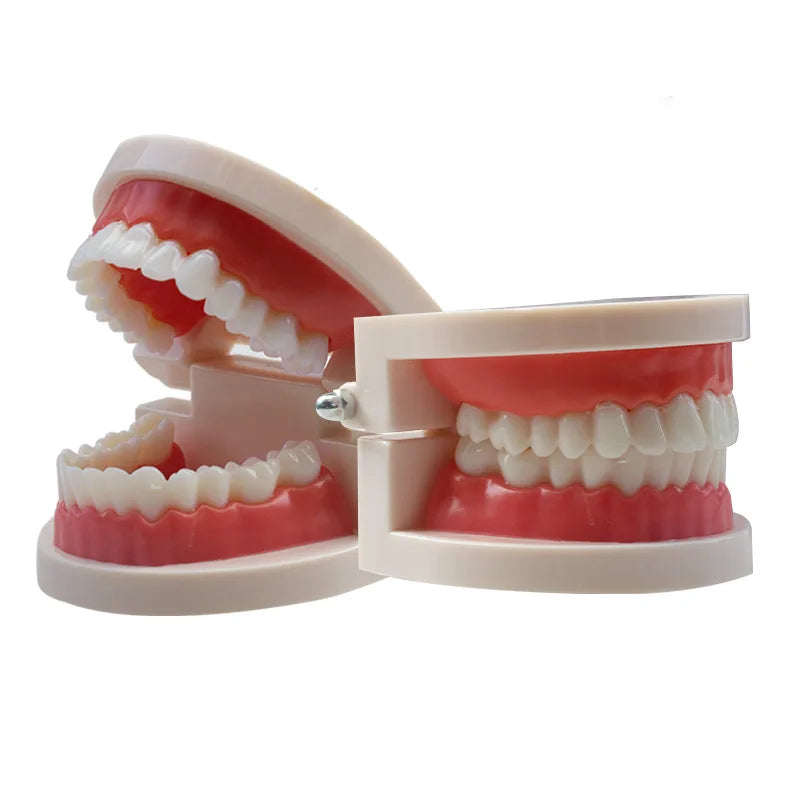 Standard Plastic Dental Teeth Model – Teaching & Education Dental Teaching Model PLUSH Default Title