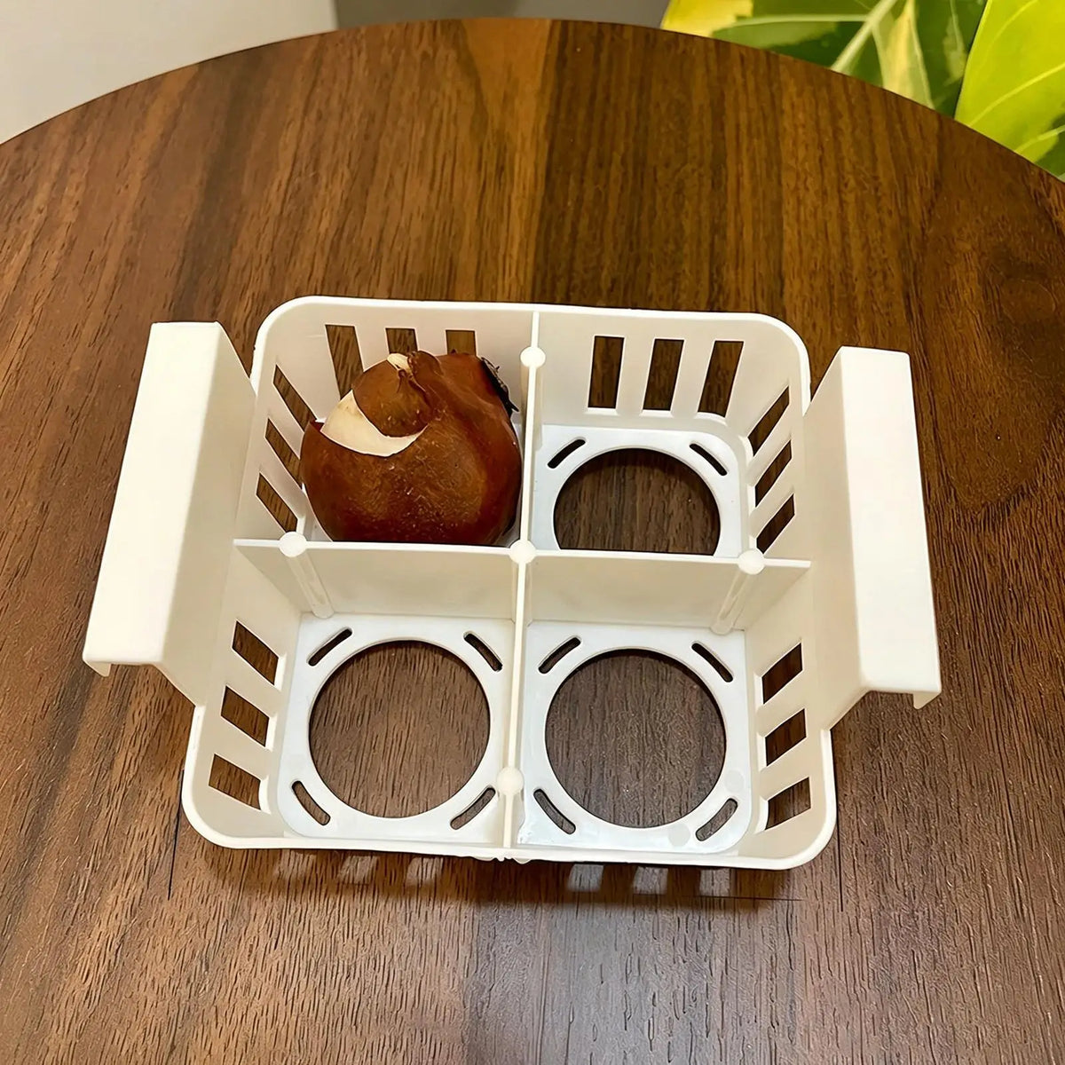 4-Grid Hydroponic Planter – Clear Tulip Bulb Basket Pot Hydroponic Planter PLUSH