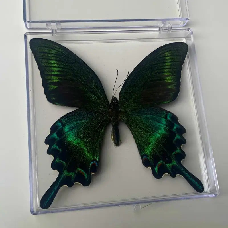 Real Butterfly Insect Specimen – Educational Gift & Display Insect Specimen Display PLUSH A5