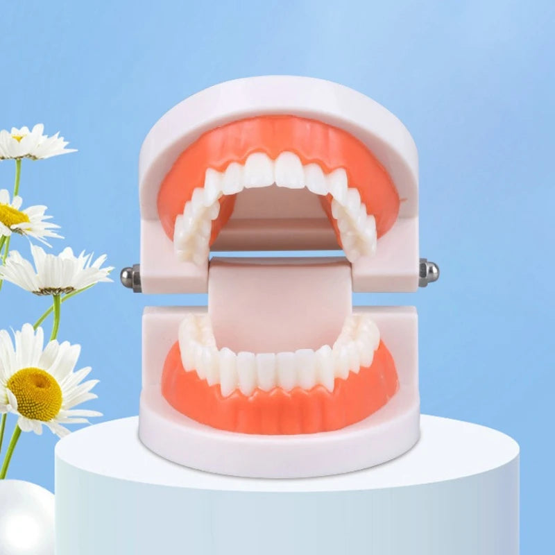 Standard Plastic Dental Teeth Model – Teaching & Education Dental Teaching Model PLUSH
