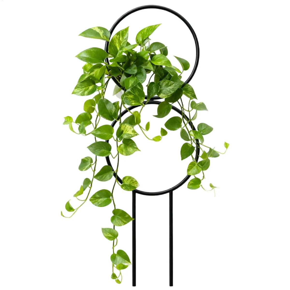 Metal Plant Trellis – Adjustable Support Stake Indoor & Outdoor Garden Plant Trellis PLUSH