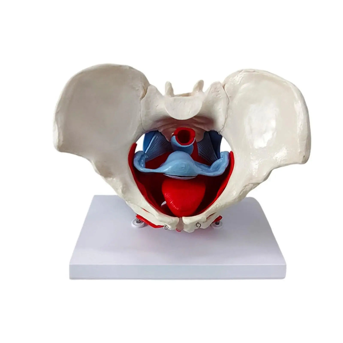 Female Pelvis Anatomy Model with Pelvic Floor Muscles | PVC Anatomy Teaching Model PLUSH PelvisModelWBase