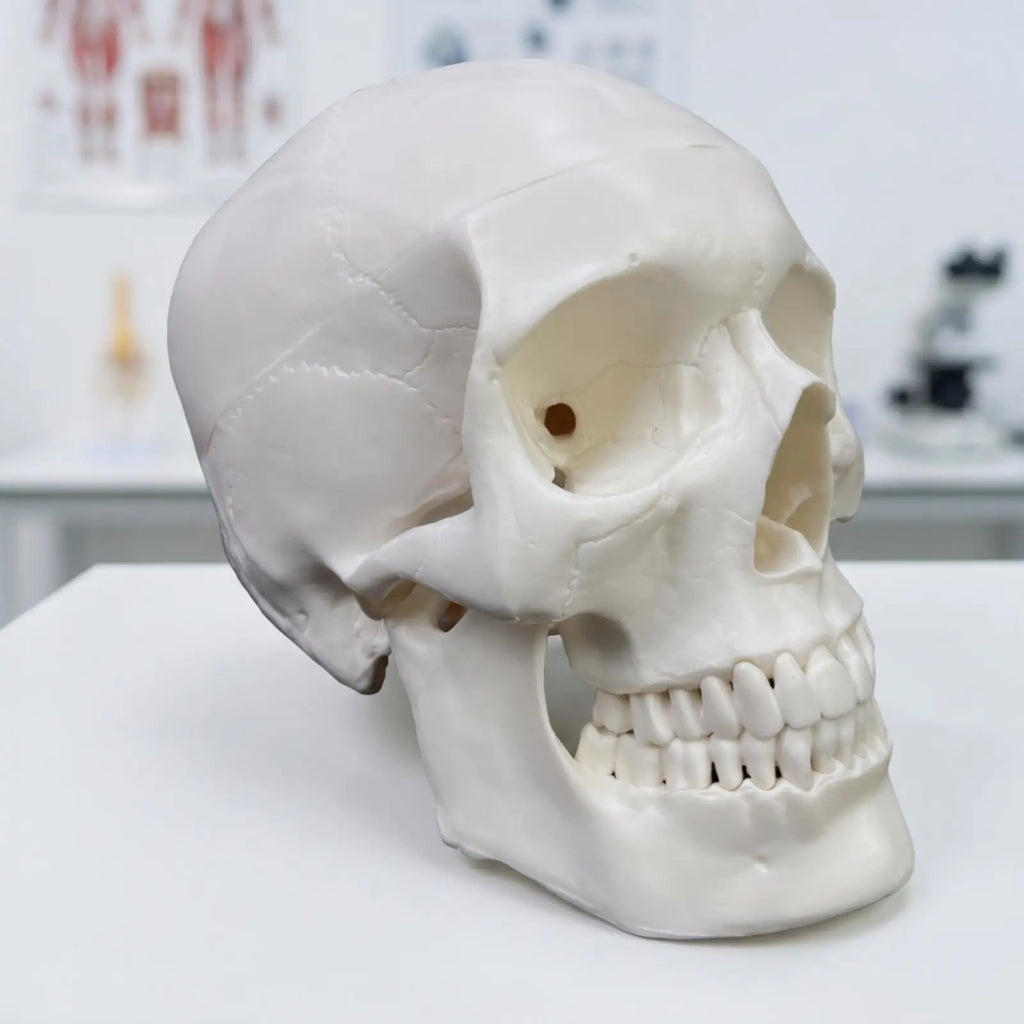 Human Skull Anatomy Model – Realistic PVC Cranial Replica Anatomy Teaching Model PLUSH