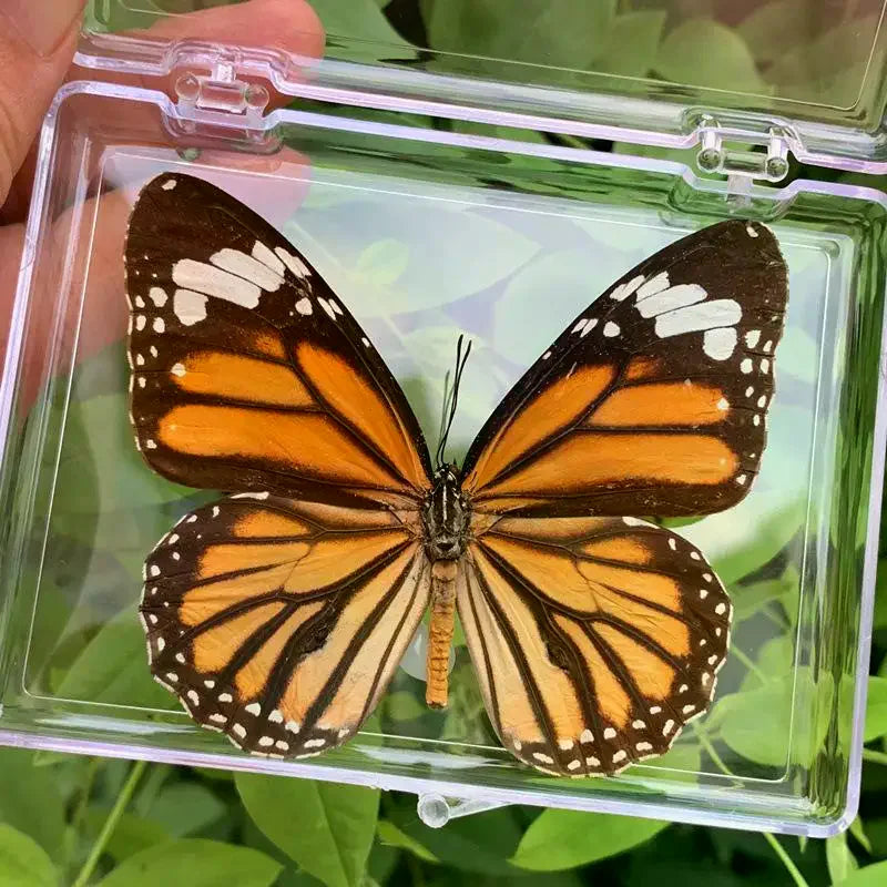 Real Butterfly Insect Specimen – Educational Gift & Display Insect Specimen Display PLUSH