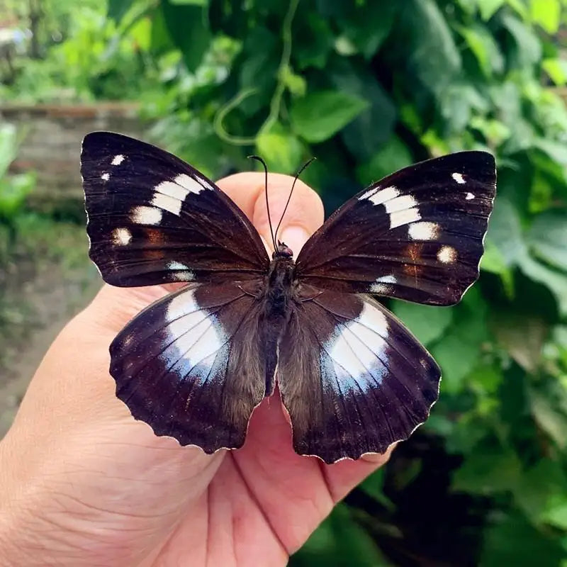 Real Butterfly Insect Specimen – Educational Gift & Display Insect Specimen Display PLUSH A12