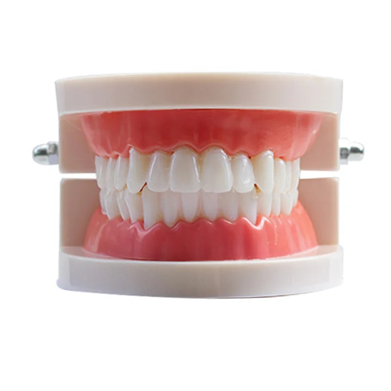 Standard Plastic Dental Teeth Model – Teaching & Education Dental Teaching Model PLUSH
