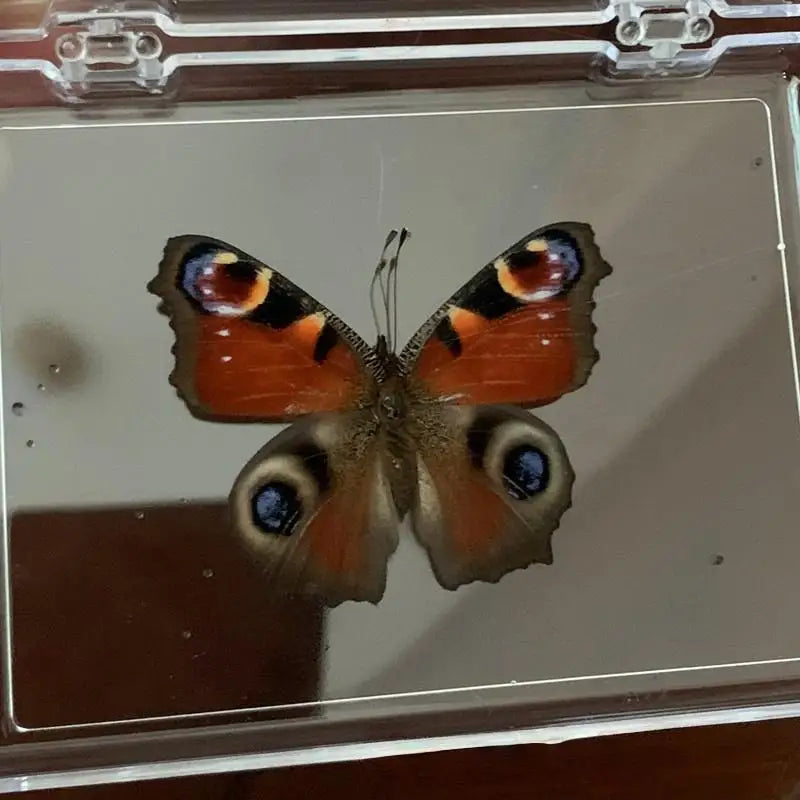 Real Butterfly Insect Specimen – Educational Gift & Display Insect Specimen Display PLUSH A9
