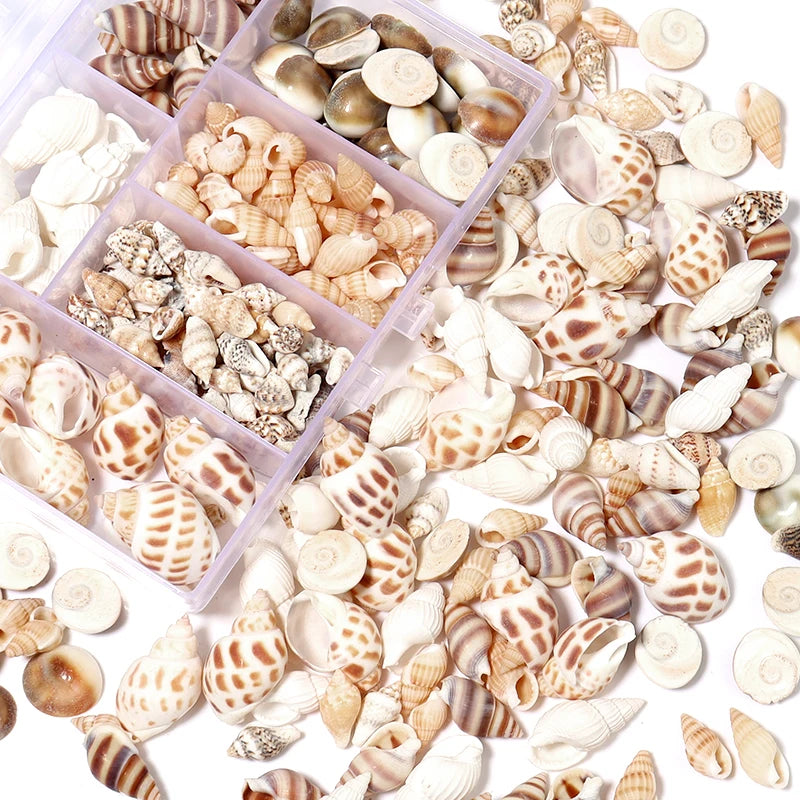 Mixed Natural Shell & Conch Beads Box – Ocean DIY Jewelry Set Shell Craft Beads PLUSH