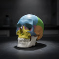 Human Skull Anatomy Model – Realistic PVC Cranial Replica Anatomy Teaching Model PLUSH EuroWhiteWNeck