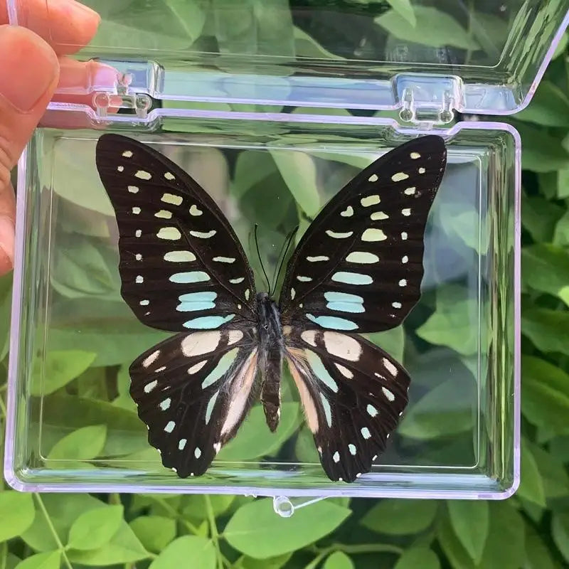 Real Butterfly Insect Specimen – Educational Gift & Display Insect Specimen Display PLUSH A8