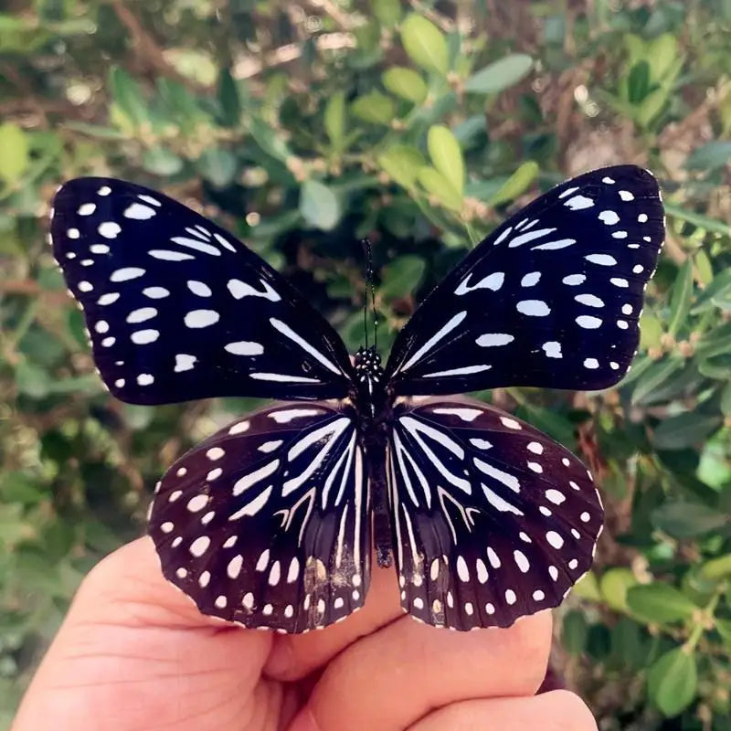 Real Butterfly Insect Specimen – Educational Gift & Display Insect Specimen Display PLUSH A10