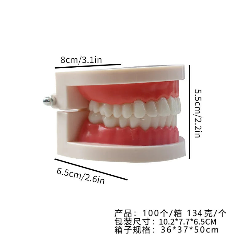 Standard Plastic Dental Teeth Model – Teaching & Education Dental Teaching Model PLUSH