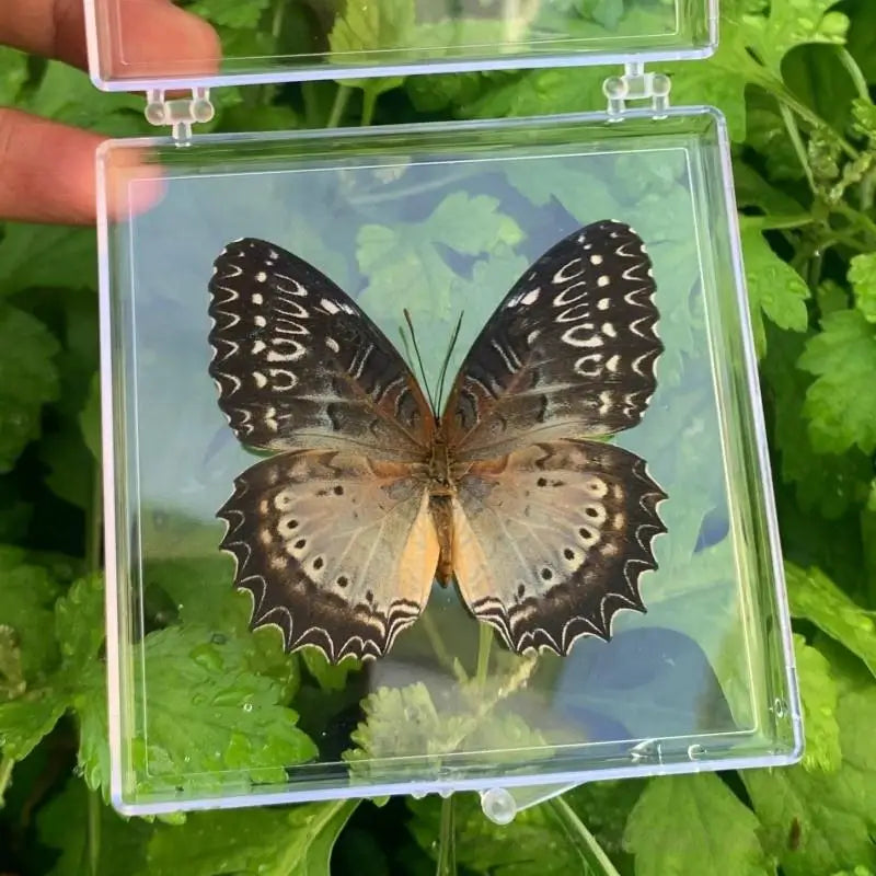 Real Butterfly Insect Specimen – Educational Gift & Display Insect Specimen Display PLUSH A2