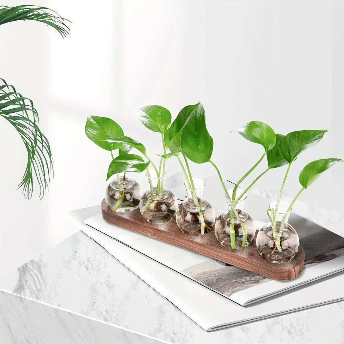 Modern Glass Plant Terrarium with Wooden Tray | Hydroponic Vase Glass Plant Terrarium PLUSH