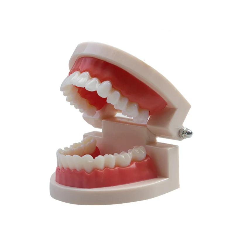 Standard Plastic Dental Teeth Model – Teaching & Education Dental Teaching Model PLUSH