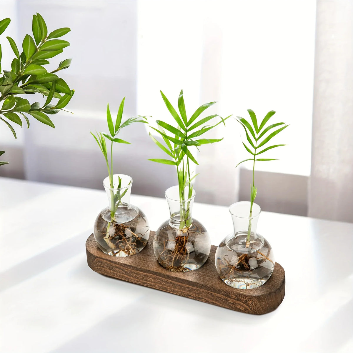 Glass Terrarium Vase & Wooden Tray – Hydroponics Propagation Station Terrarium Propagation Vase PLUSH