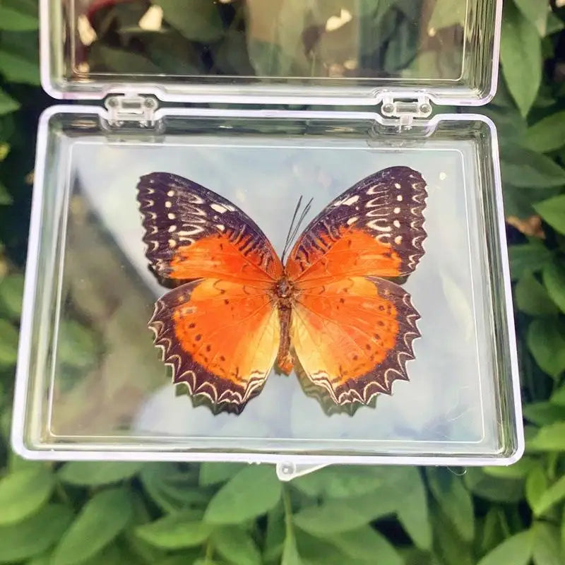 Real Butterfly Insect Specimen – Educational Gift & Display Insect Specimen Display PLUSH A15