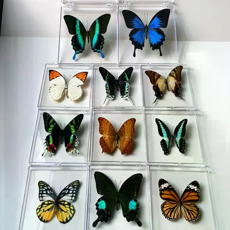 Real Butterfly Insect Specimen – Educational Gift & Display Insect Specimen Display PLUSH
