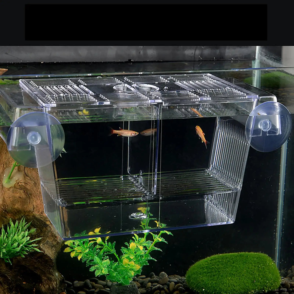 Aquarium Fish Breeder Box – Betta Fry Isolation & Hatching Box Fish Breeder Box PLUSH