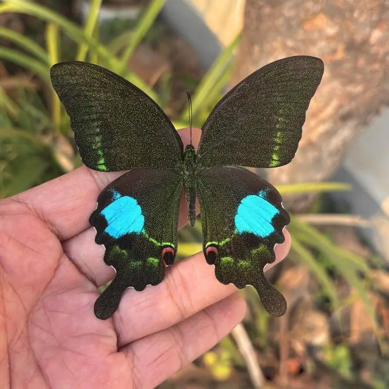 Real Butterfly Insect Specimen – Educational Gift & Display Insect Specimen Display PLUSH A7
